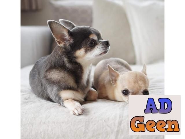used TDK Offer Chihuahua Pups For Sale for sale 